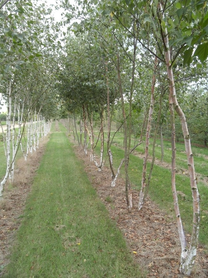 Betula platyphylla var. japonica