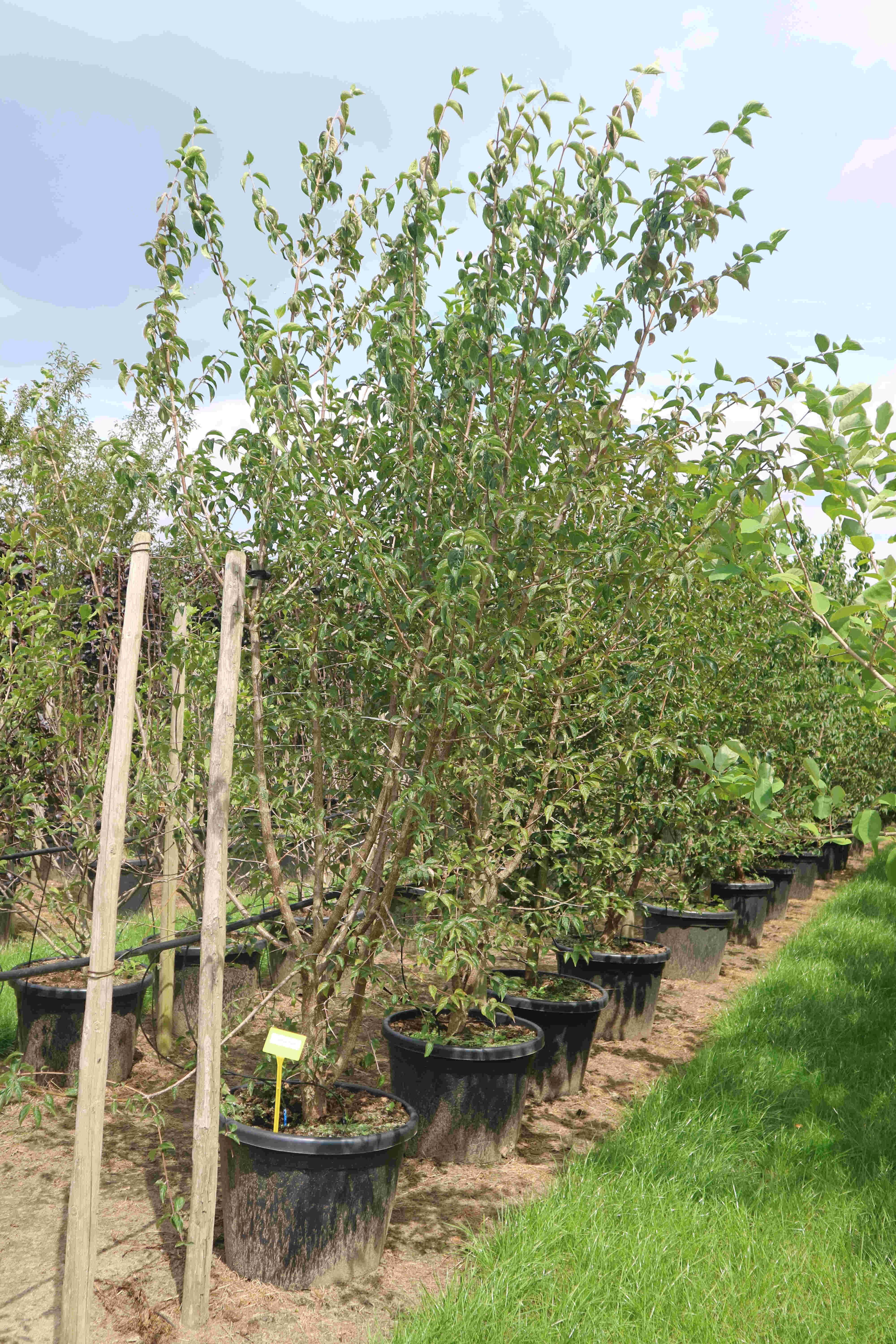 cornus mas bark cornus mas bark