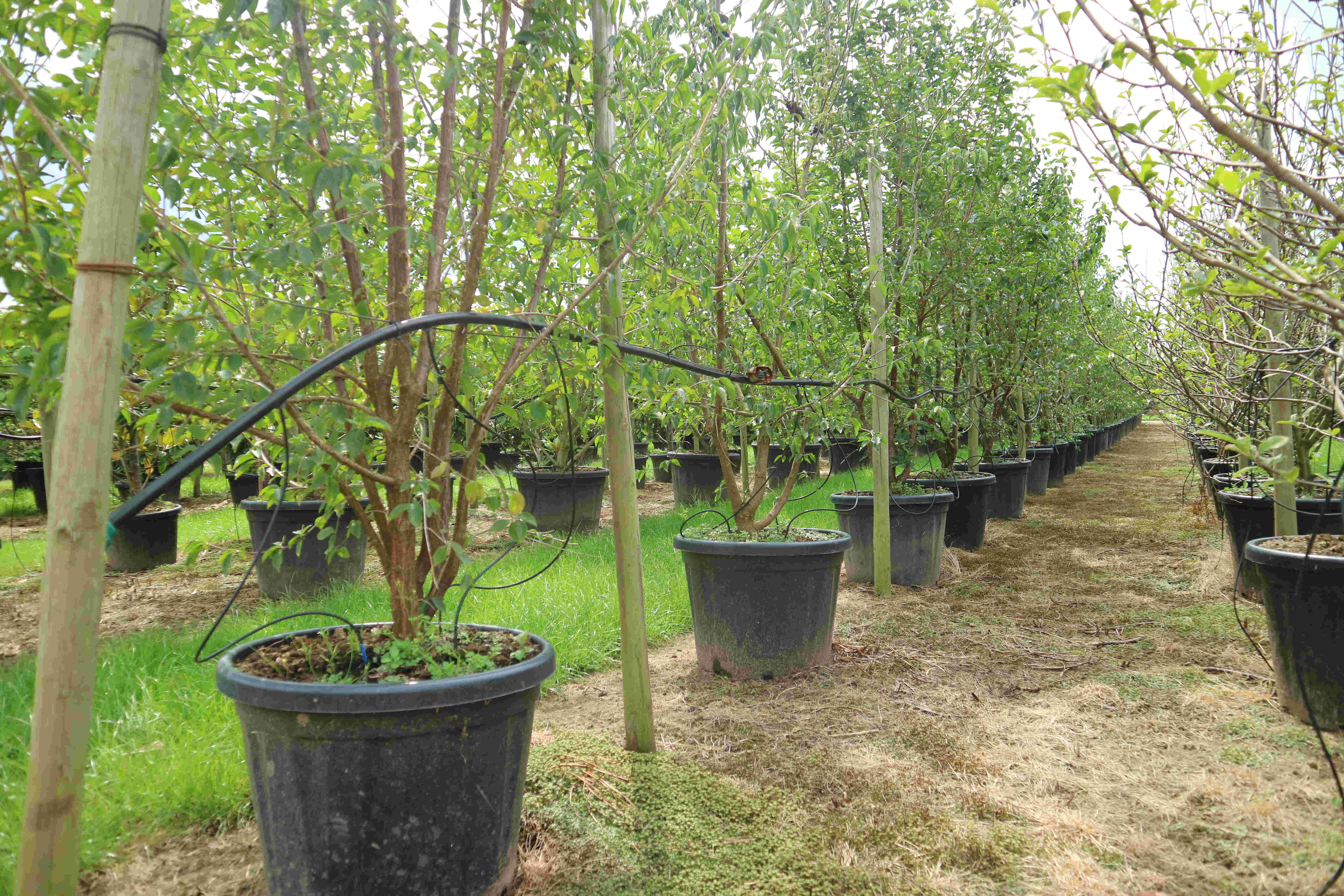cornus mas tree in ancient greek mythology cornus mas tree in ancient greek mythology