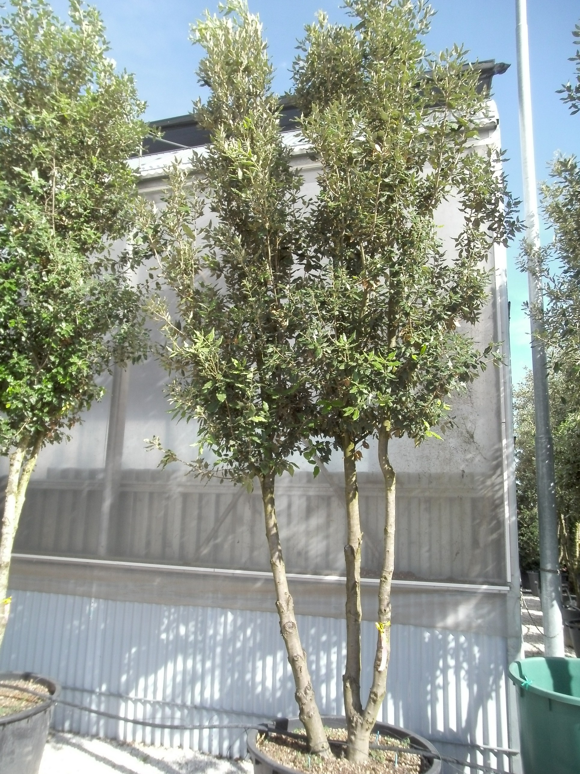 Quercus ilex