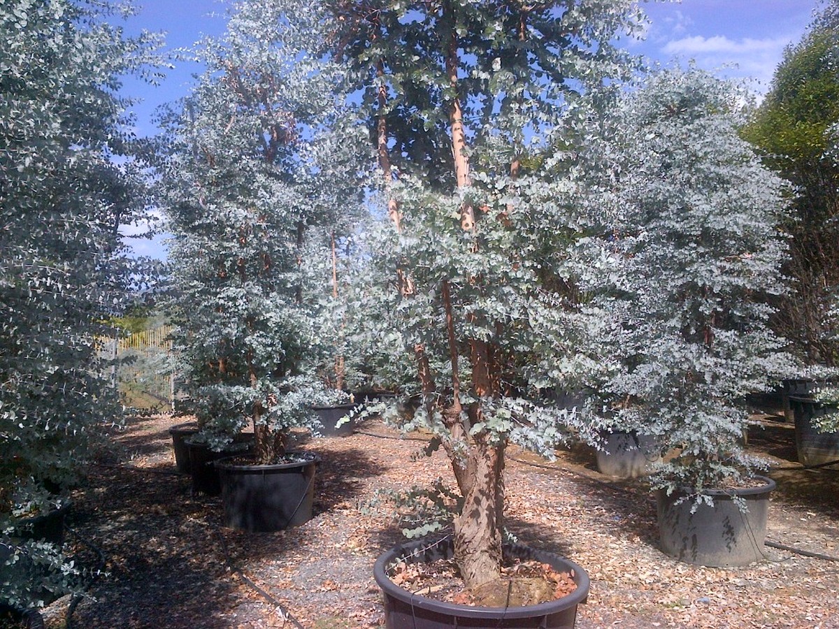 Eucalyptus Gunnii Azura Hardy Eucalyptus ubicaciondepersonas.cdmx.gob.mx