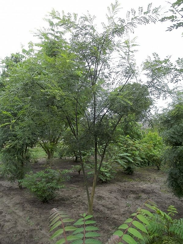 Sophora japonica